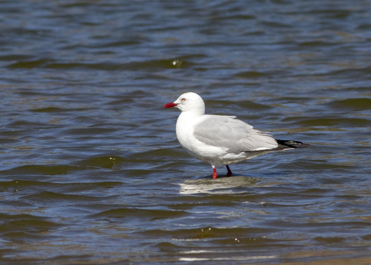 Gaviota Plateada - ML176295771