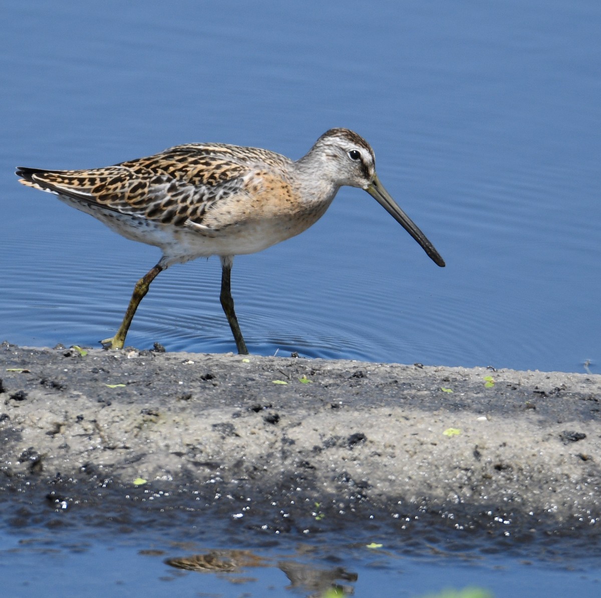 Short-billed Dowitcher - ML176297421