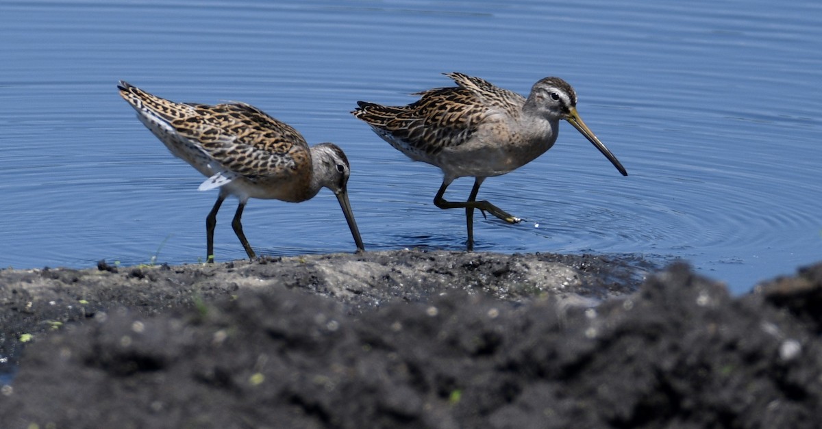 Short-billed Dowitcher - ML176297451