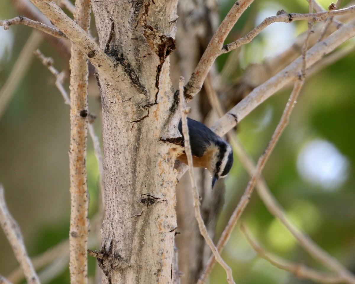 Red-breasted Nuthatch - ML176297481