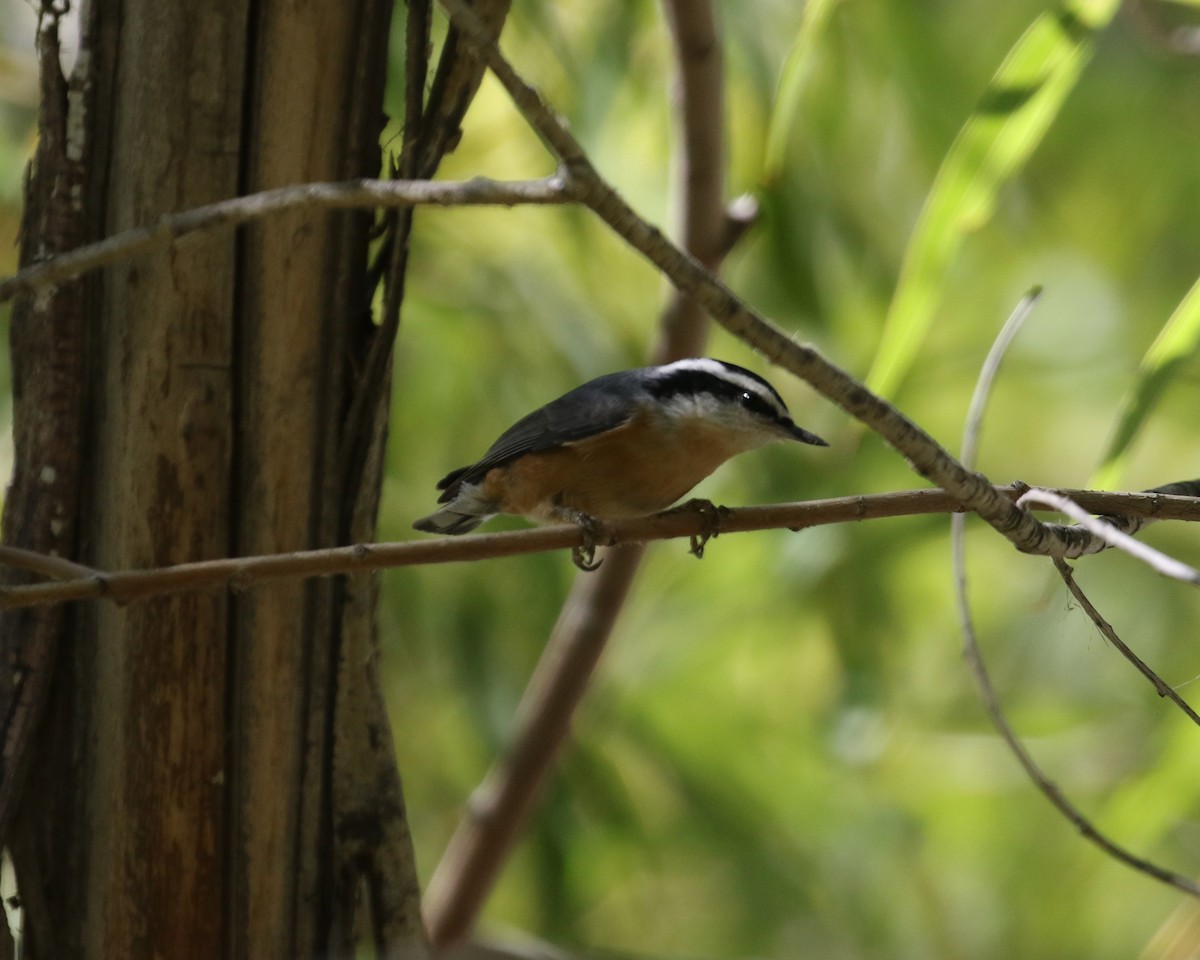 Red-breasted Nuthatch - ML176297501