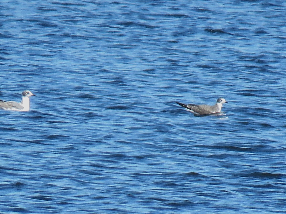 Sabine's Gull - ML176297581