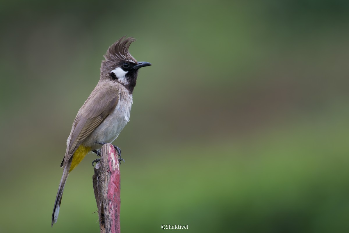 Himalayan Bulbul - Shakti - Tribesmen.in