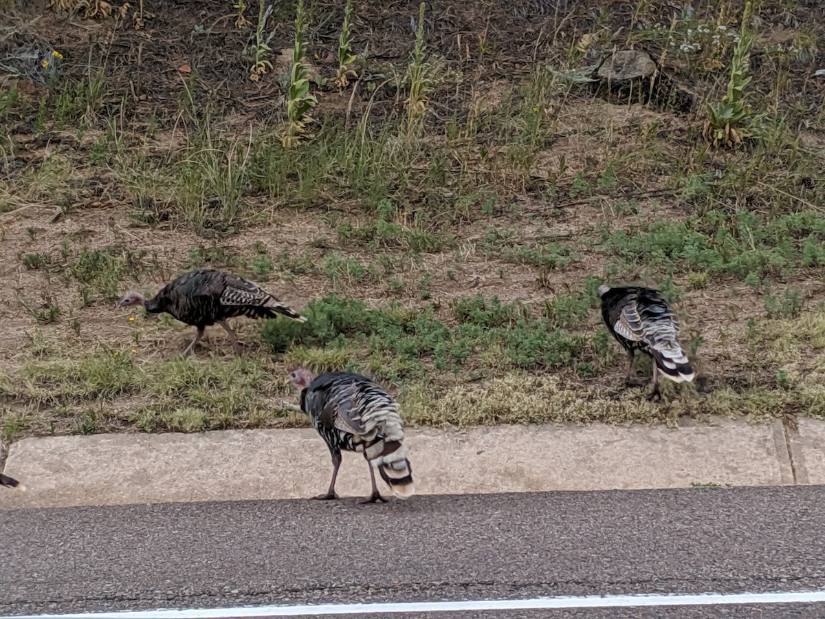 Wild Turkey - ML176299991