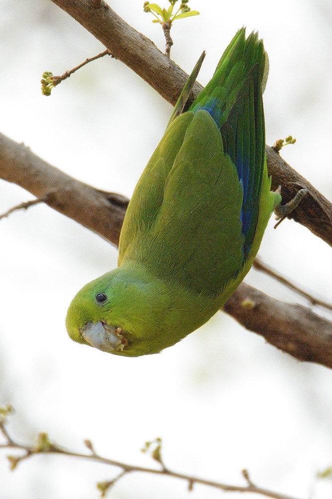 Blauflügel-Sperlingspapagei - ML176301141