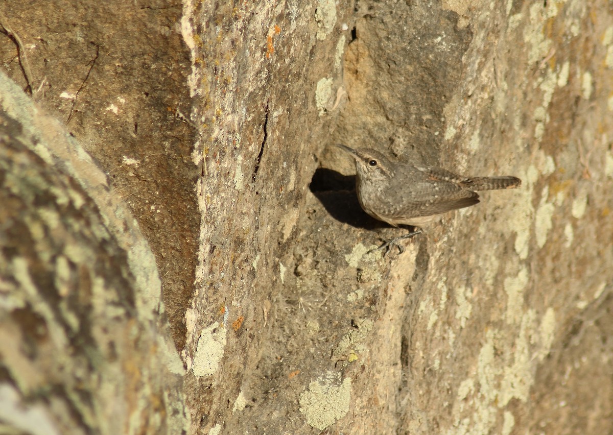 Rock Wren - Jared Peck