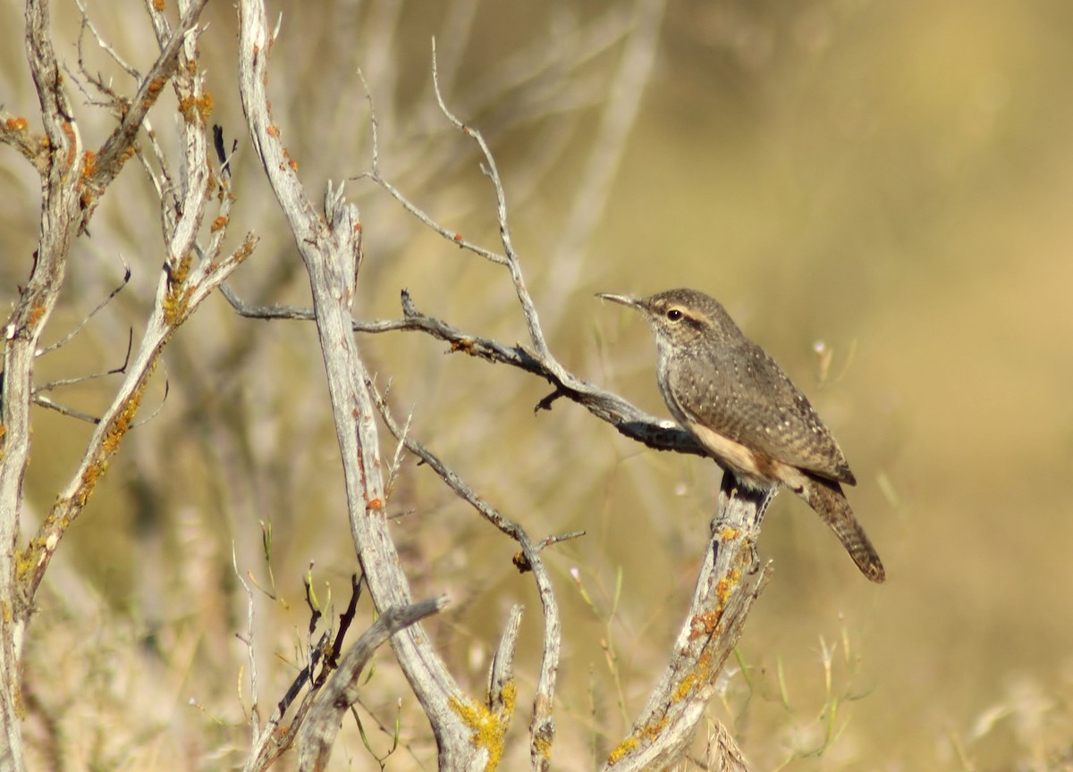 Rock Wren - Jared Peck