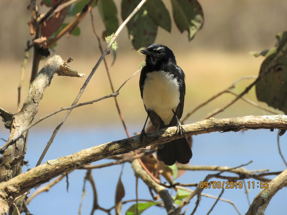 Willie-wagtail - ML176302651