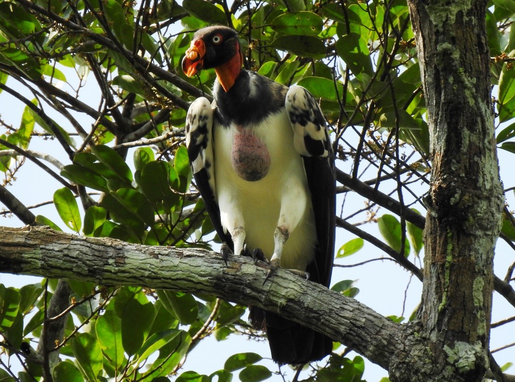 King Vulture - ML176302811