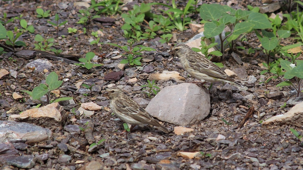 Black-throated Canary - ML176302881