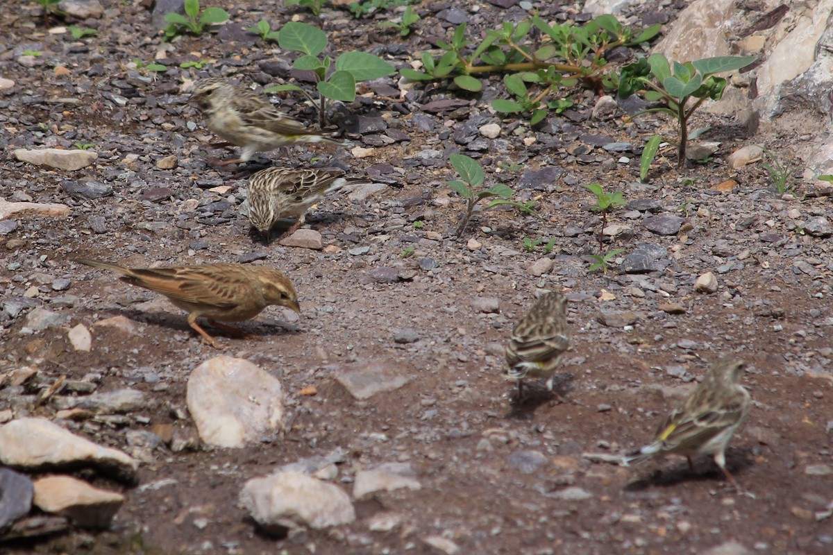 Serin à gorge noire - ML176302921