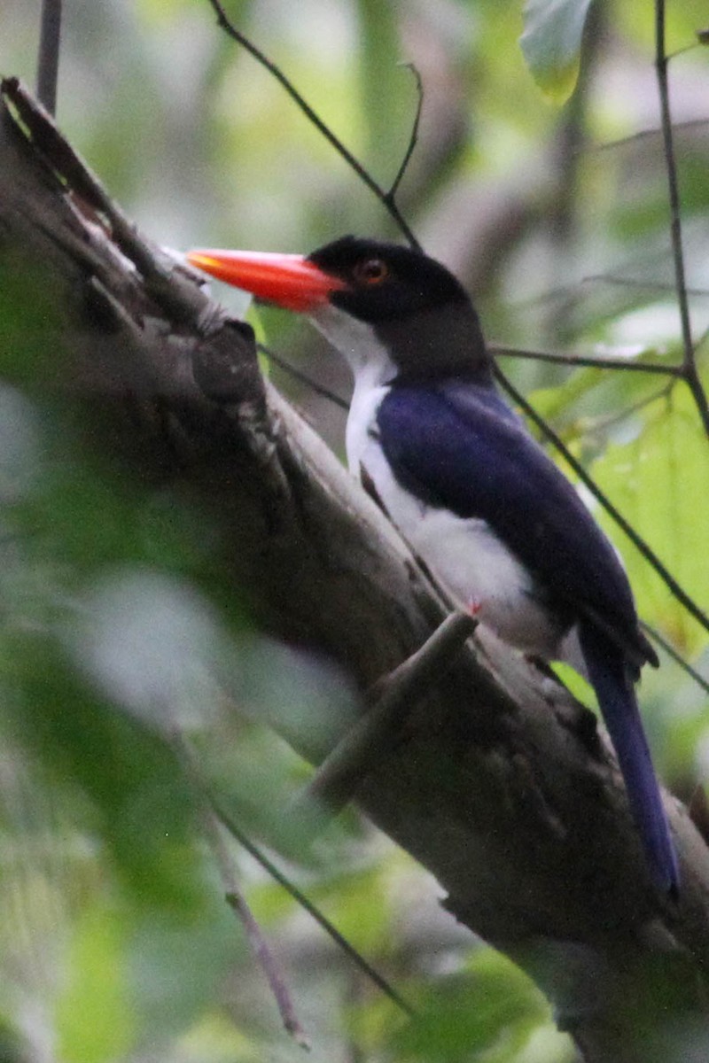 White-rumped Kingfisher - ML176305121