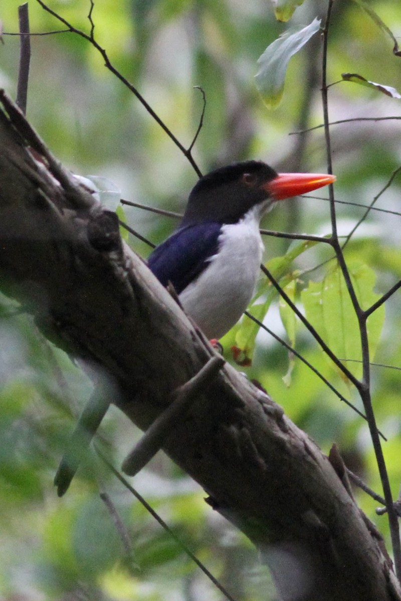 White-rumped Kingfisher - ML176305131