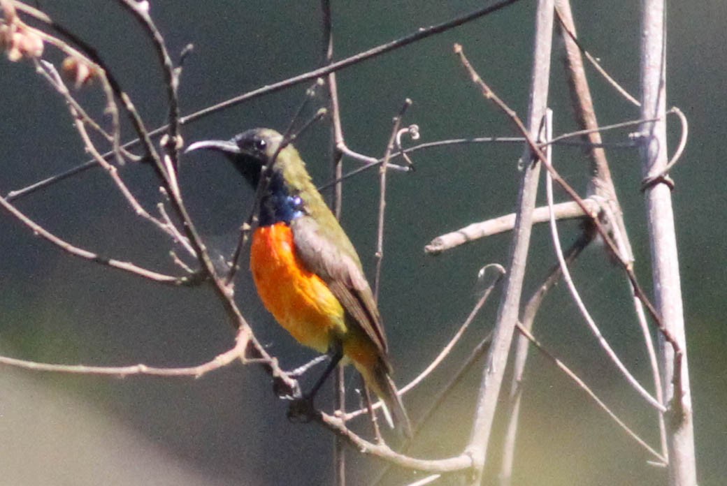 Flame-breasted Sunbird - David Bates