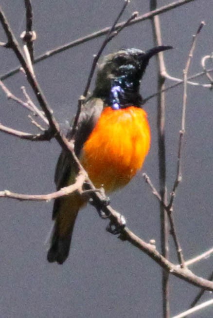 Flame-breasted Sunbird - ML176305731