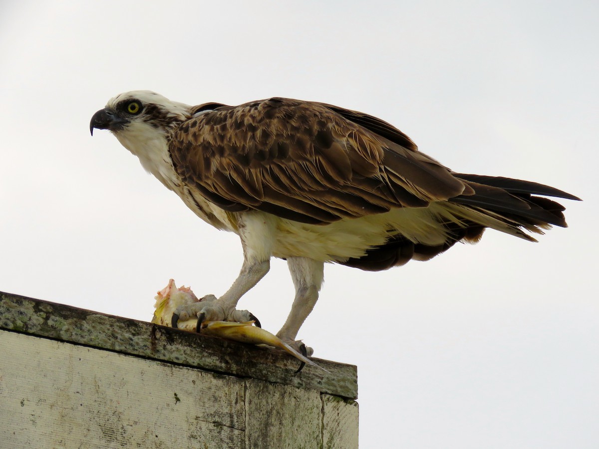 Загасч явлаг - ML176306001