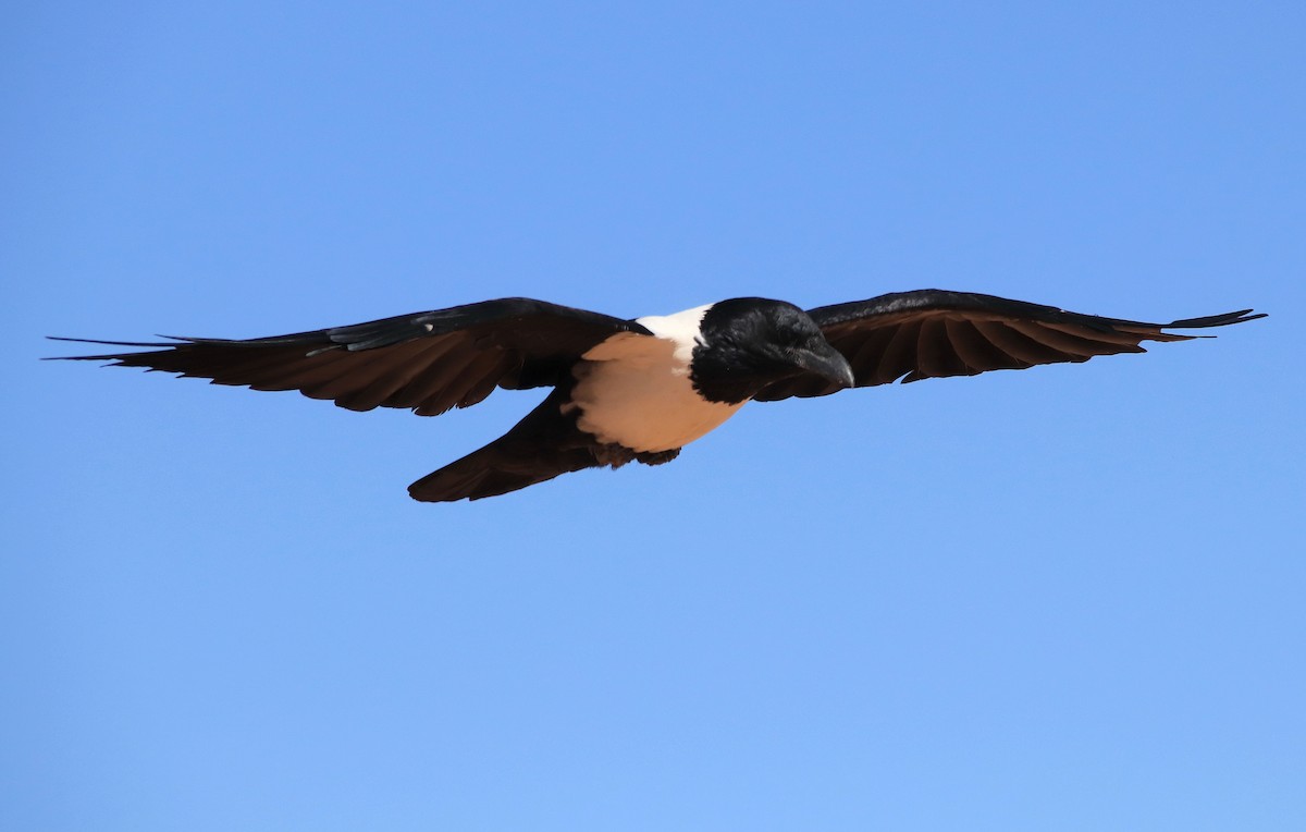 Pied Crow - Lorix Bertling