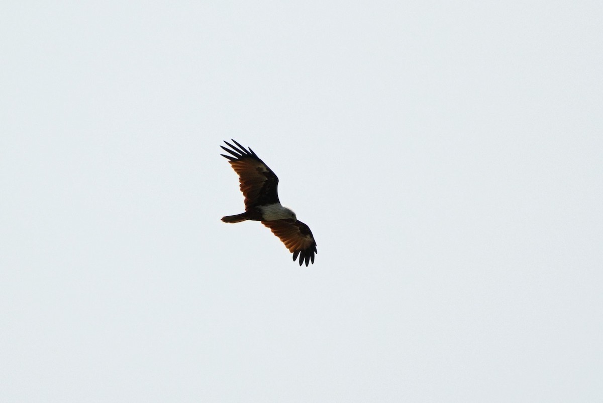 Brahminy Kite - ML176307381