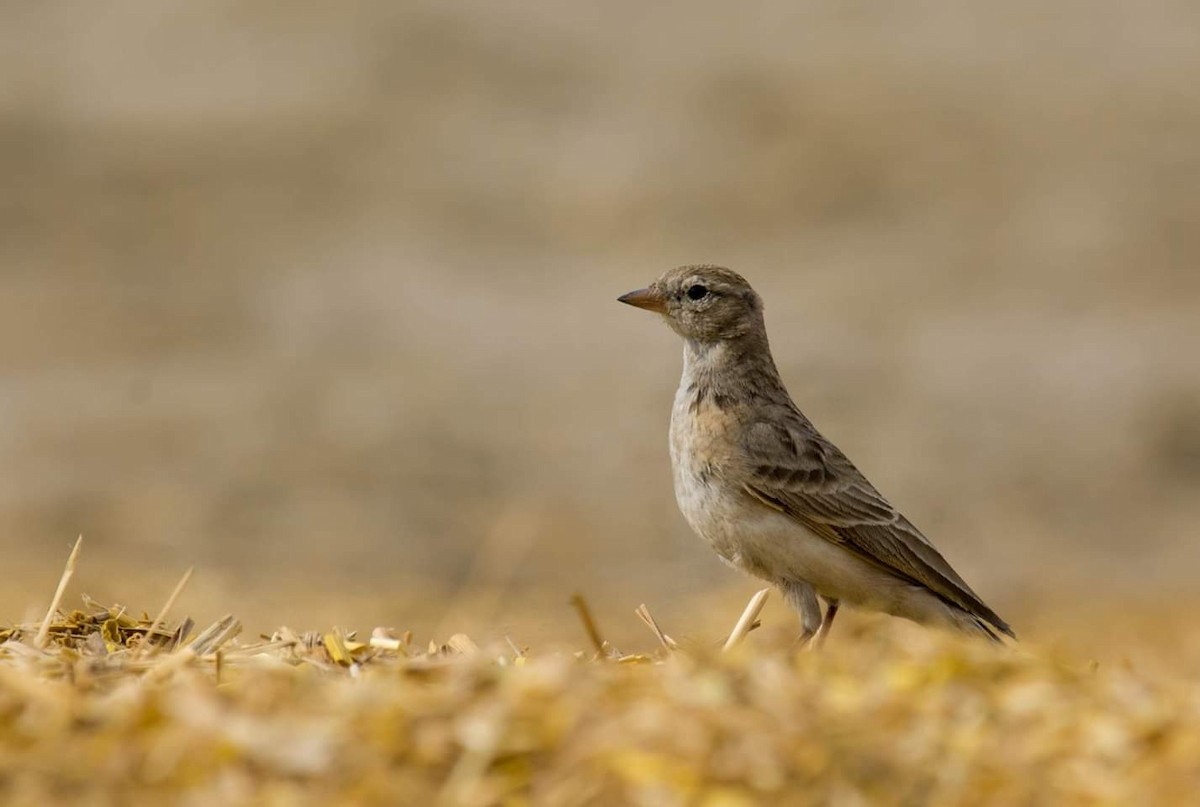 Hume's Lark - Amit Sharma