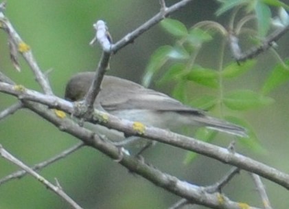 Willow Warbler/Common Chiffchaff - ML176308591