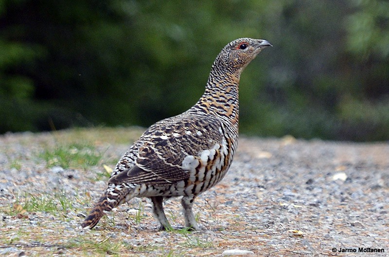 Western Capercaillie - ML176309101