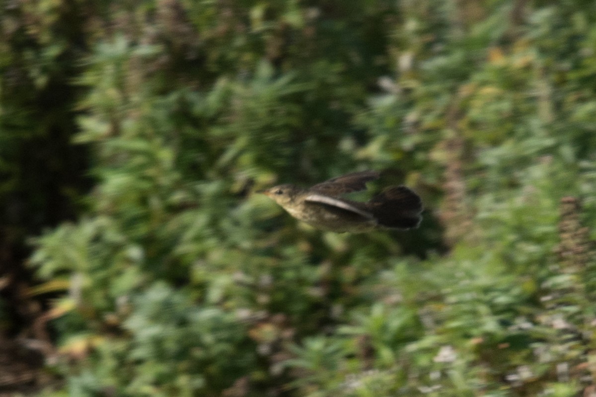 Middendorff's Grasshopper Warbler - ML176309491