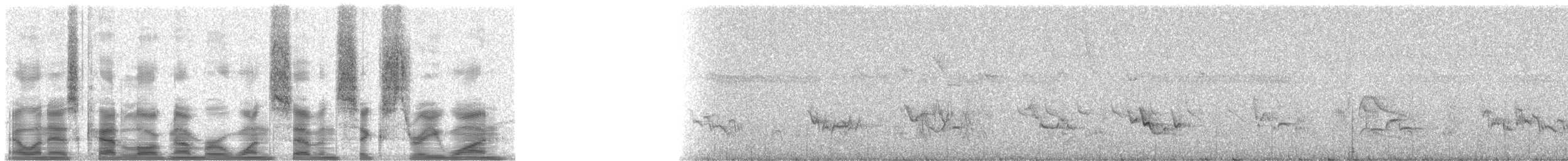 Schwarzschnabeldrossel (debilis) - ML17631