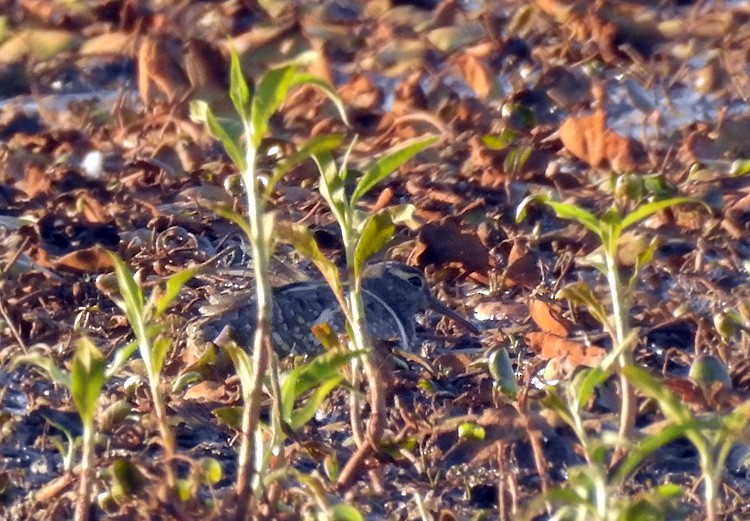 Australian Painted-Snipe - ML176311011