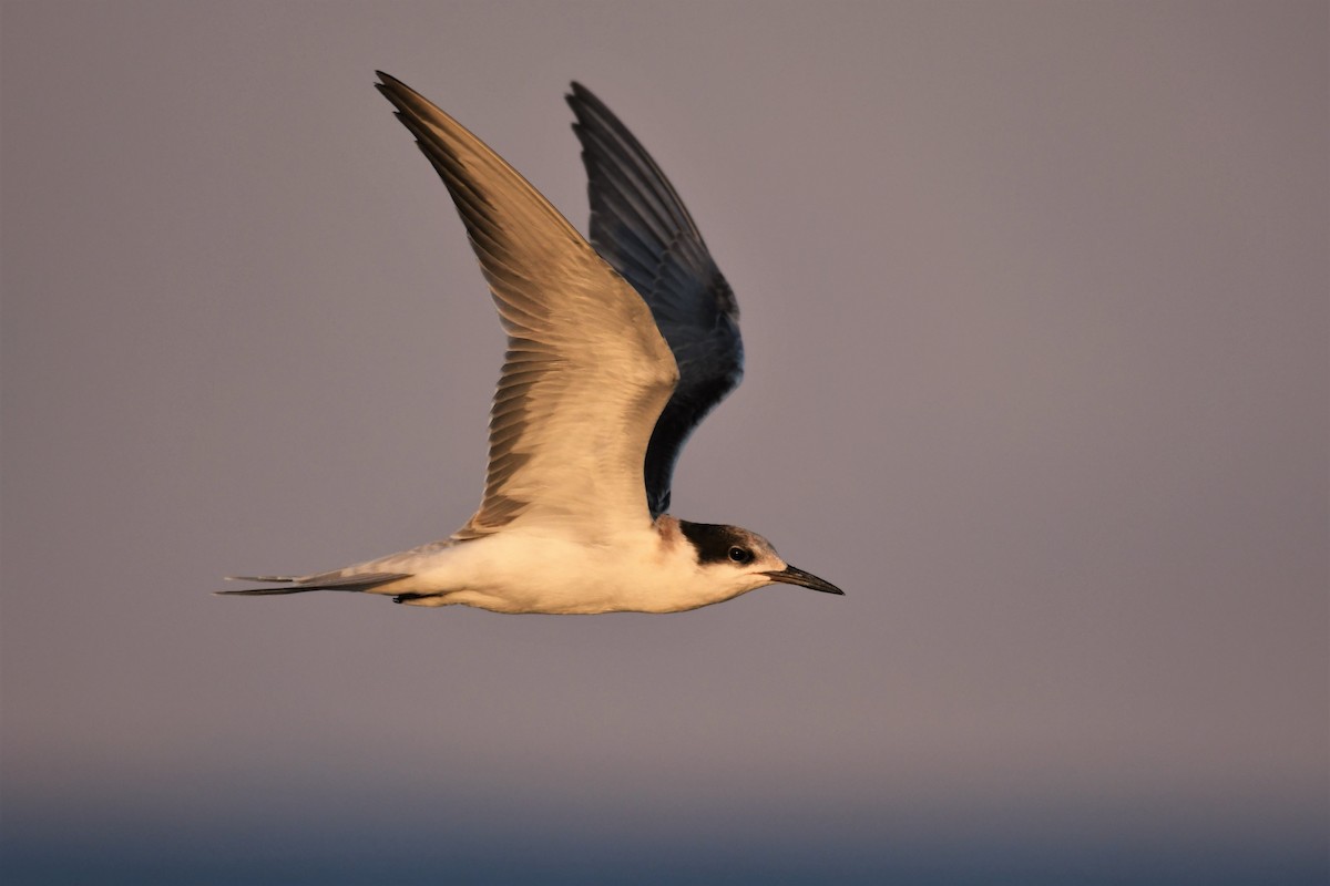 White-cheeked Tern - Lionel Xavier Horn