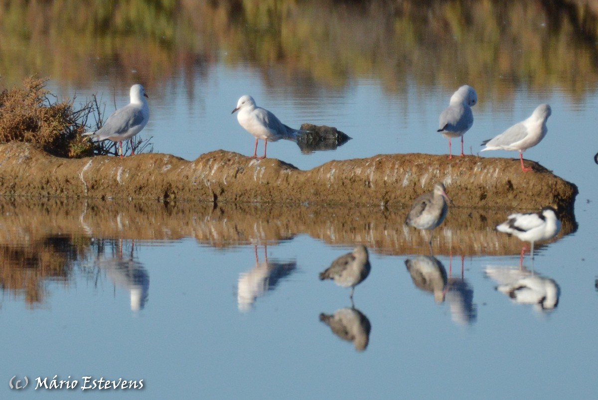 Slender-billed Gull - ML176311511