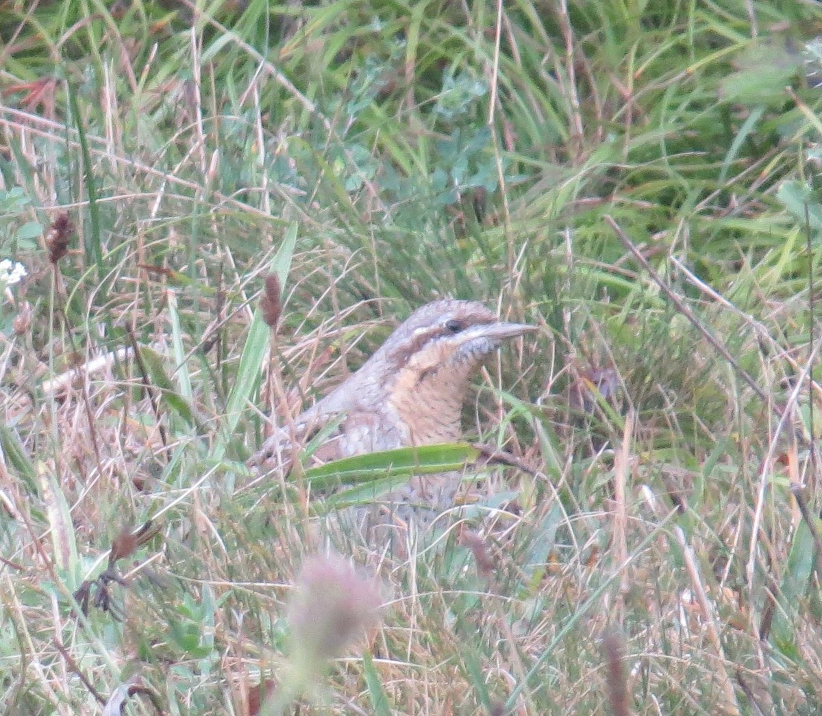 Eurasian Wryneck - ML176311631