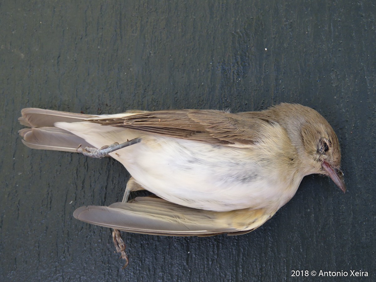 Garden Warbler - Antonio Xeira