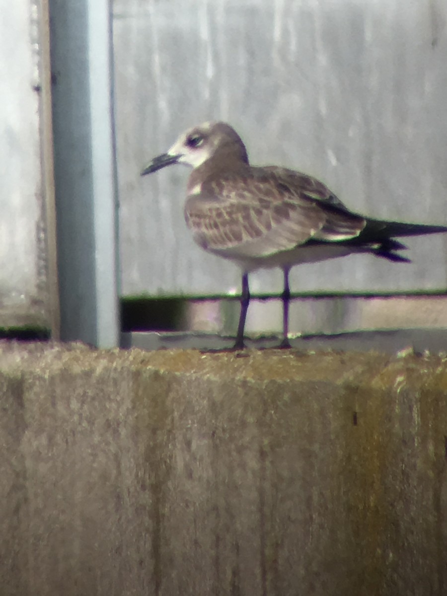 Laughing Gull - ML176312161