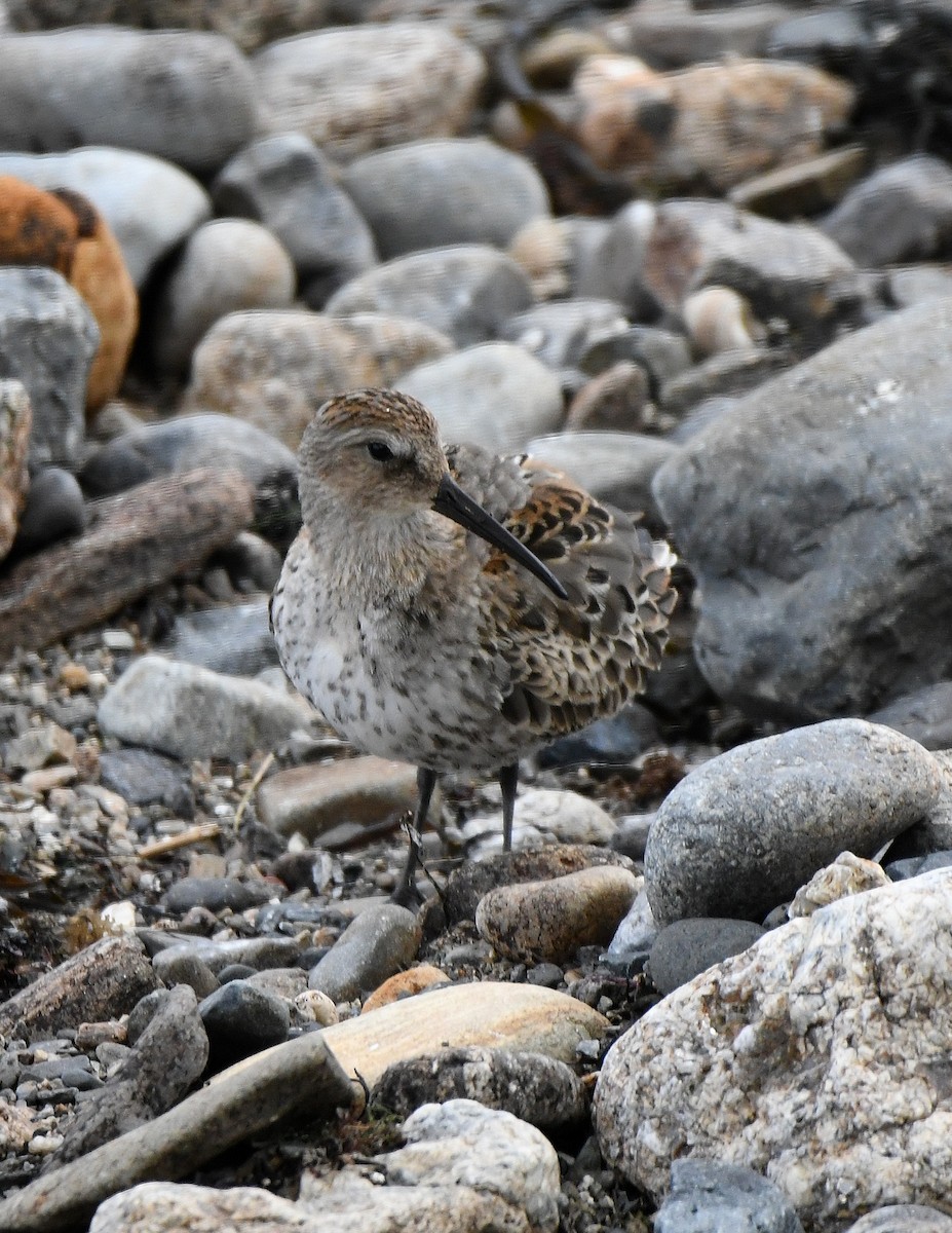 Dunlin - ML176312411