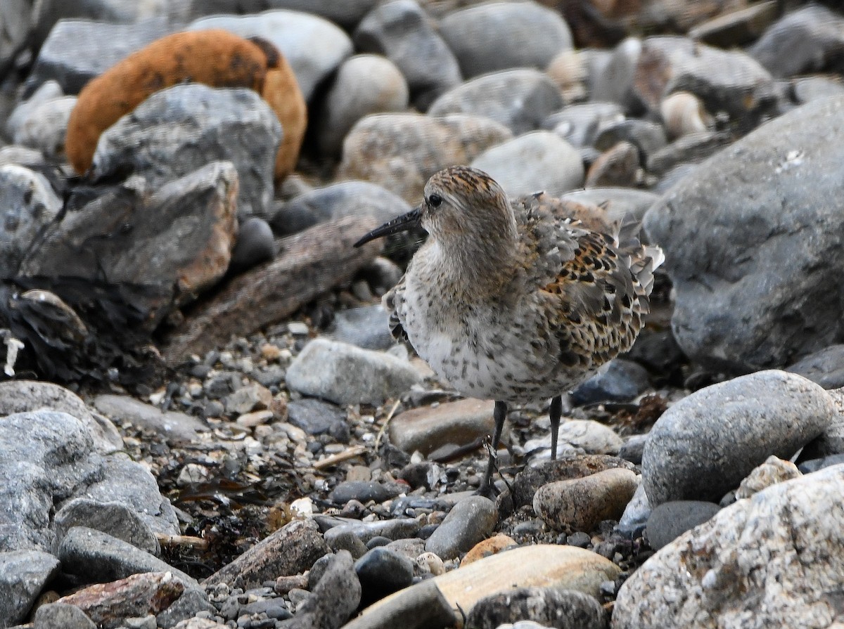 Dunlin - ML176312421