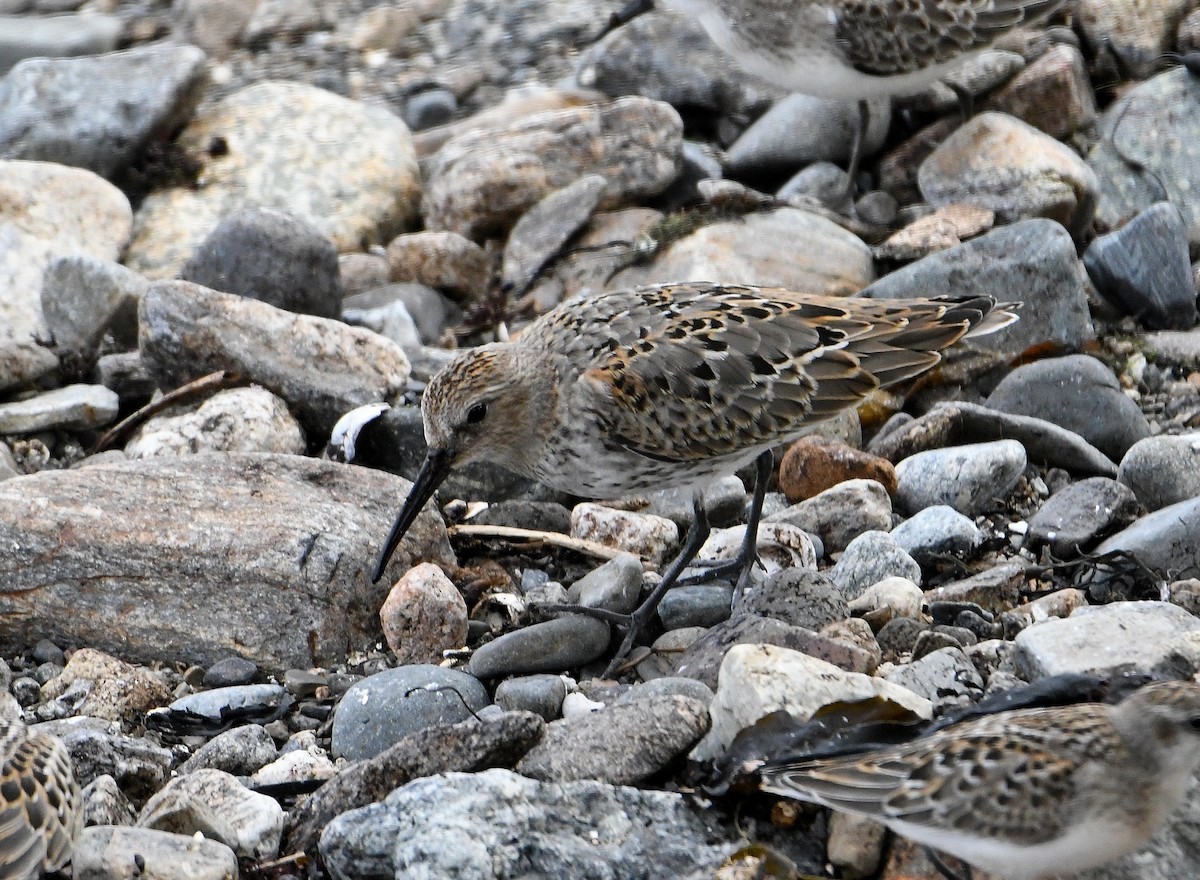 Dunlin - ML176312441