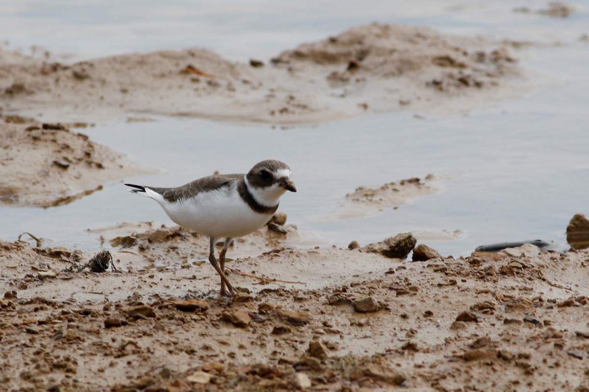 Semipalmated Plover - ML176312701