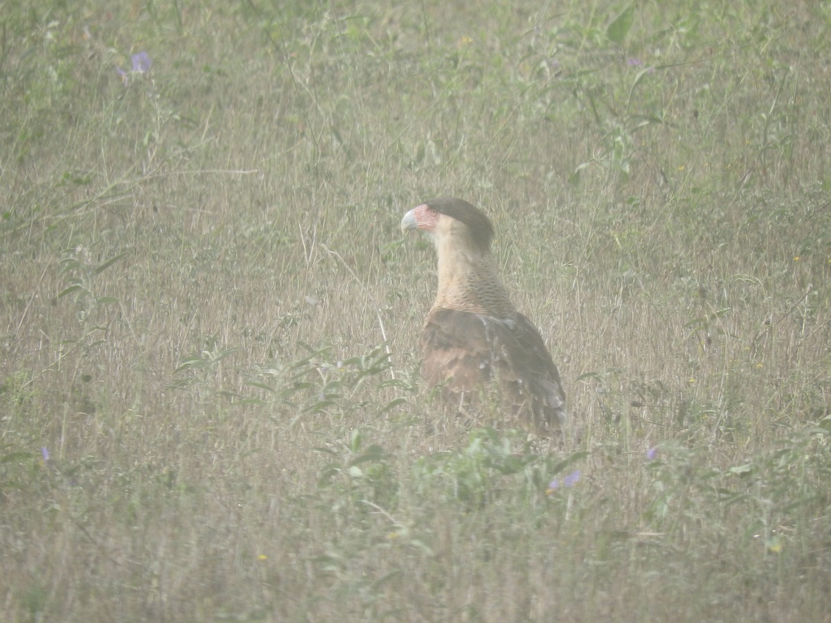 Crested Caracara (Northern) - ML176313861