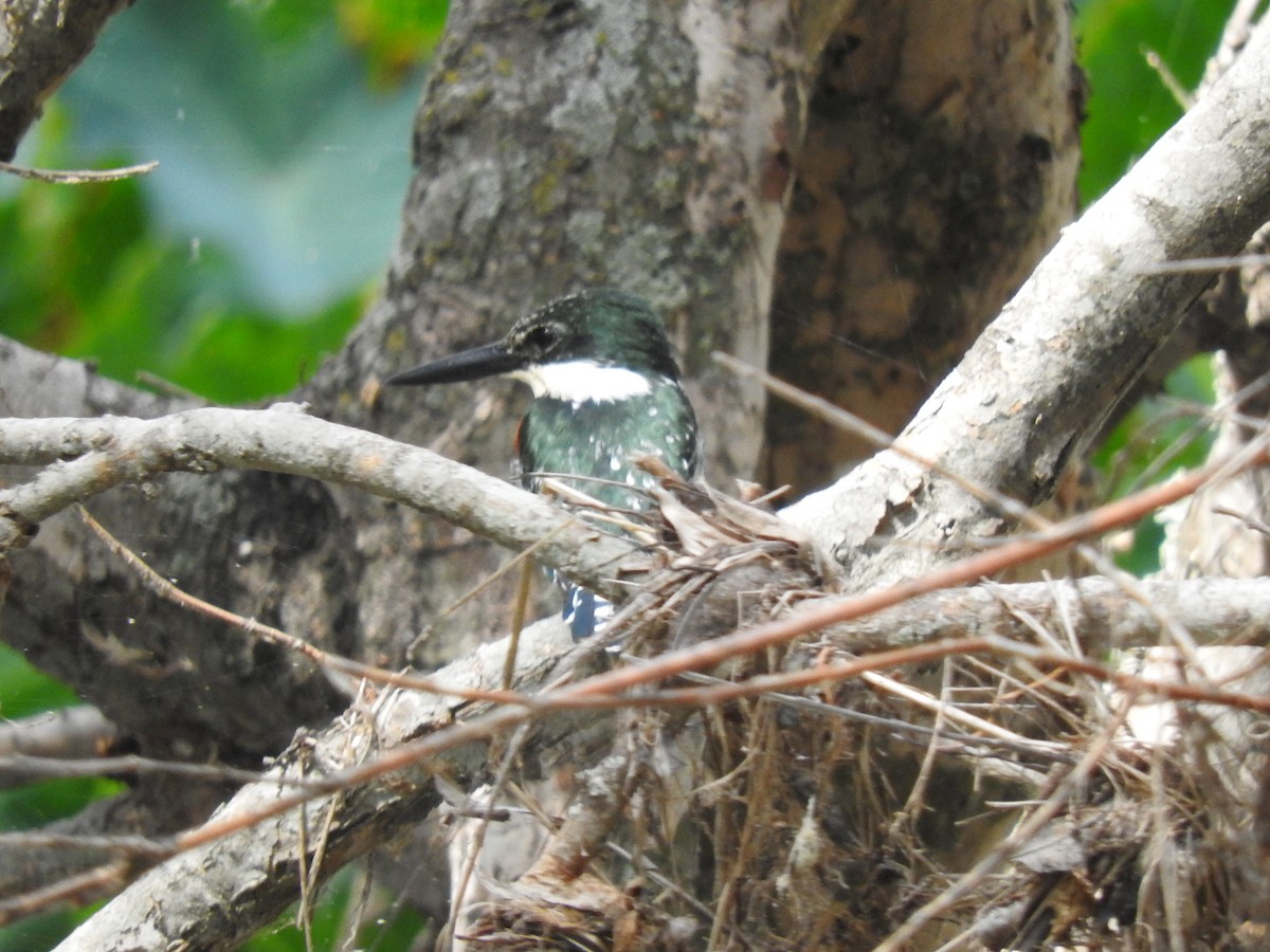 Green Kingfisher - ML176313901