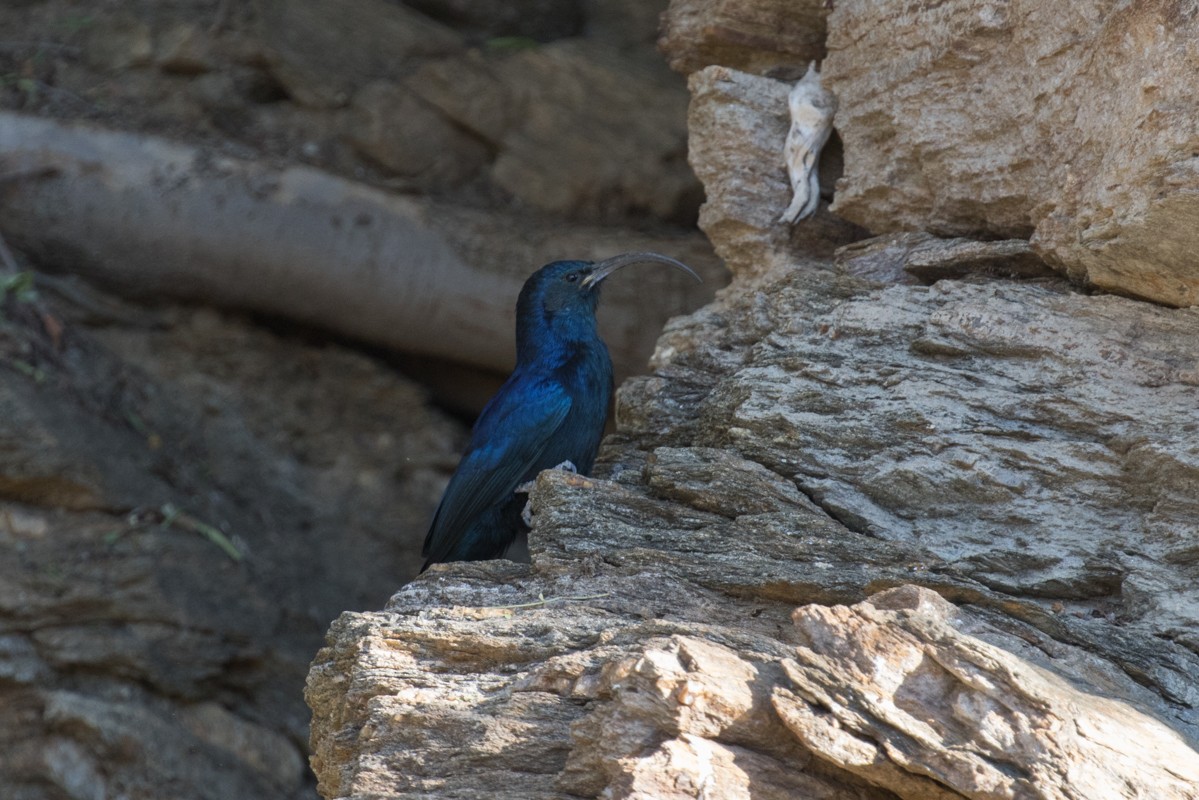 Common Scimitarbill - ML176314101