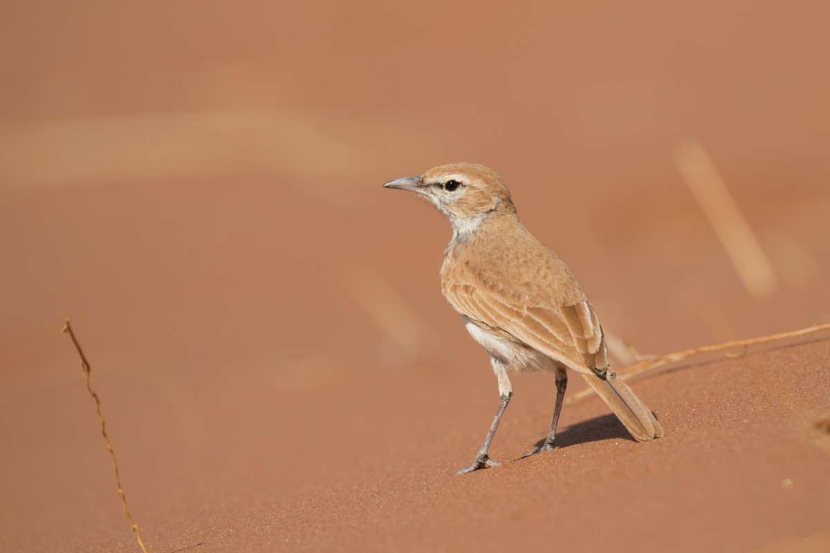 Dune Lark (Dune) - Raphael Lebrun
