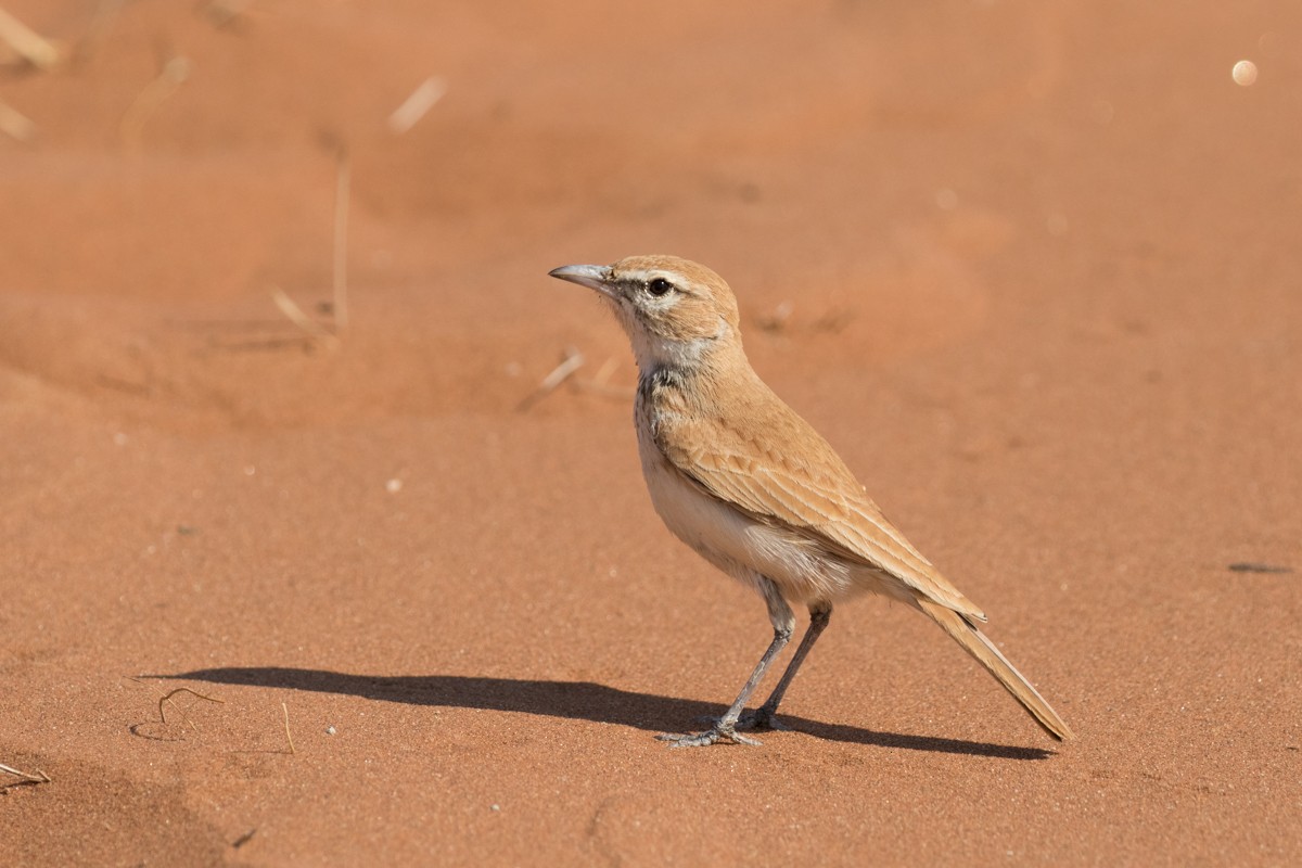 Dune Lark (Dune) - Raphael Lebrun