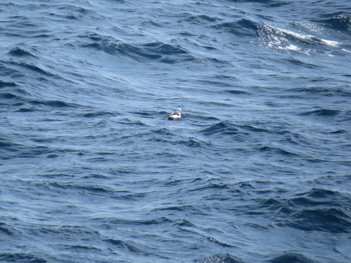 Northern Fulmar - ML176314621
