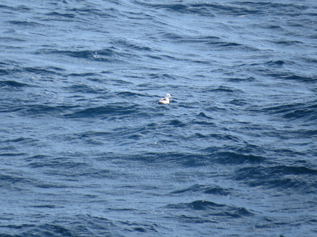 Northern Fulmar - ML176314631