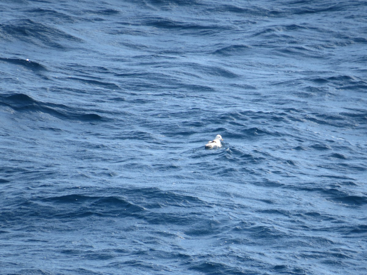 Northern Fulmar - ML176314641