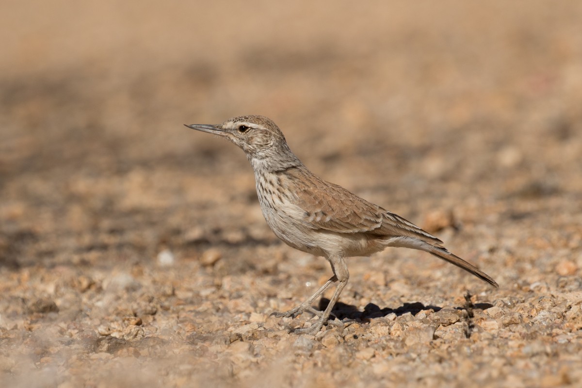 Karoo Long-billed Lark (Benguela) - ML176314951