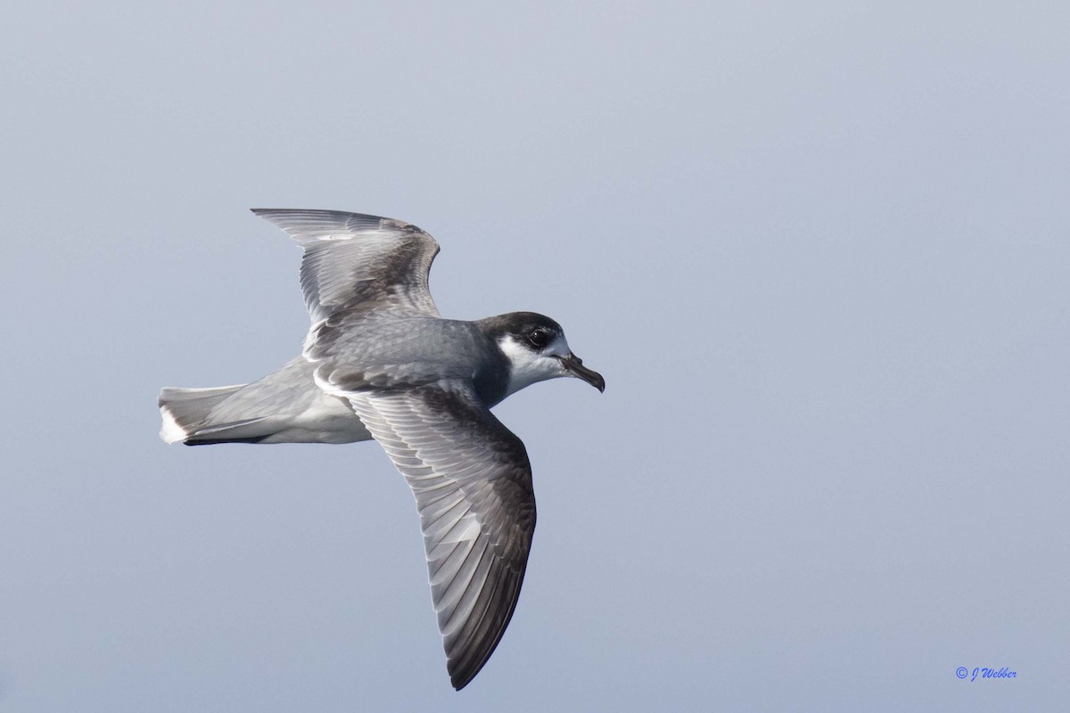 Blue Petrel - Jodi Webber