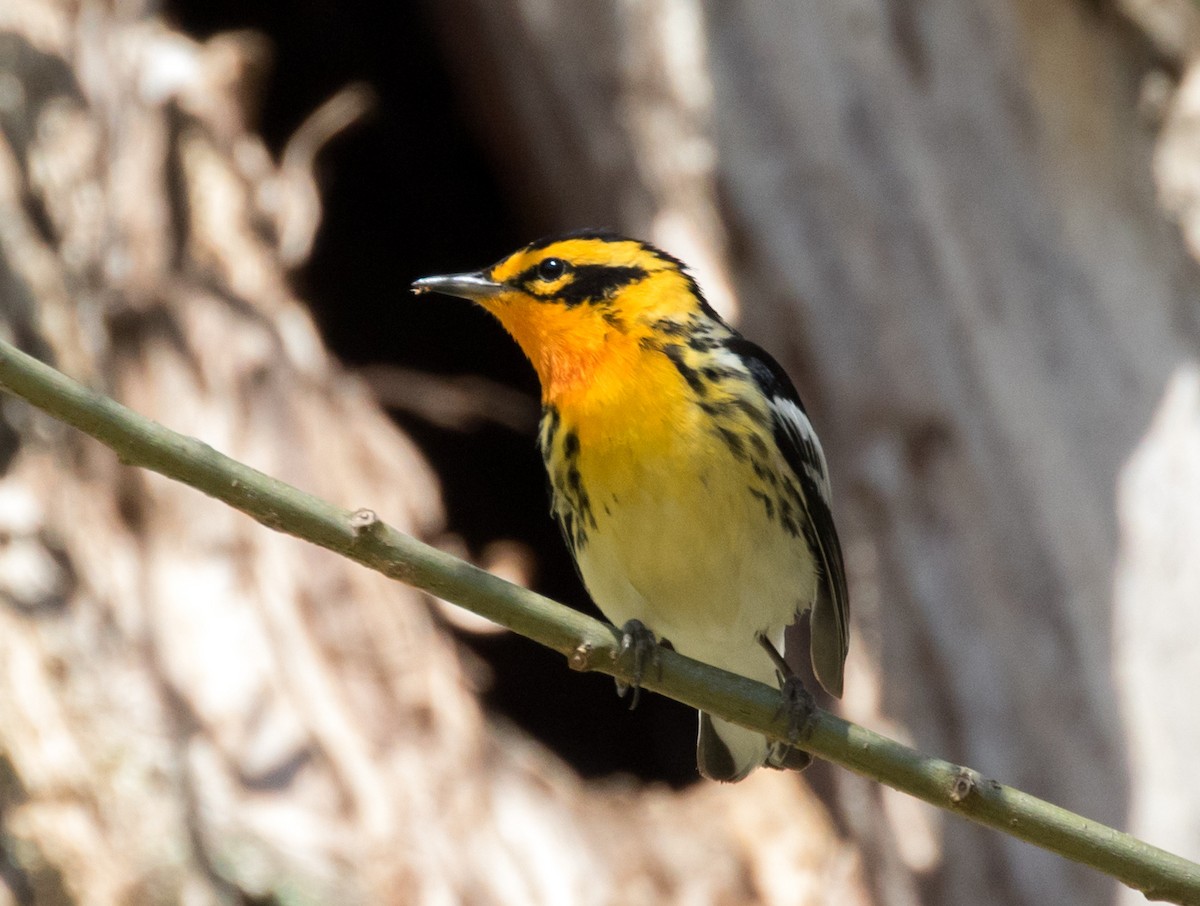 Blackburnian Warbler - ML176316631