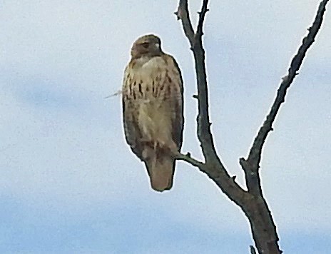 Red-tailed Hawk - ML176317751