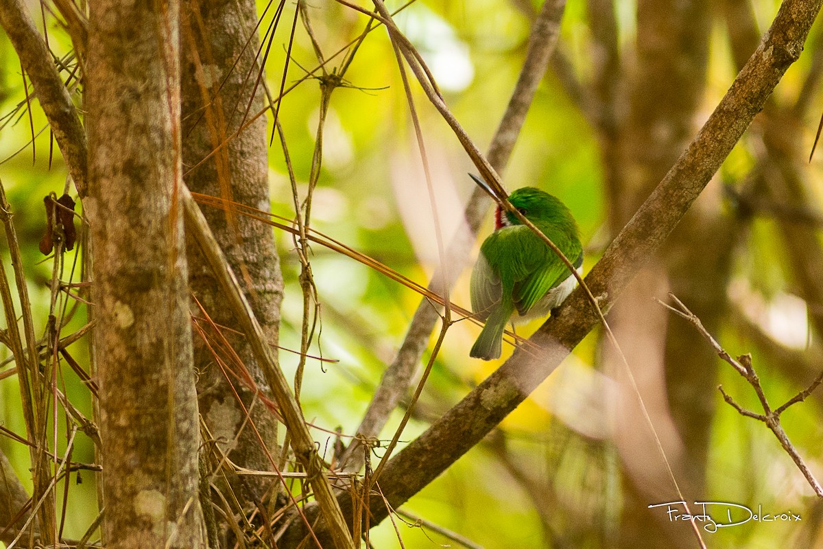 Narrow-billed Tody - ML176319551